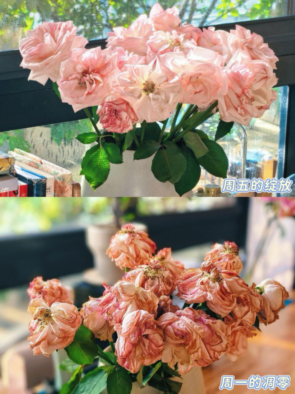 凋零与绽放.jpg