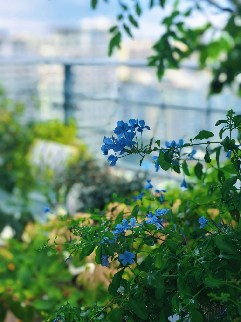 花未全开.jpg
