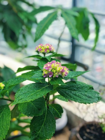 雨后浇花